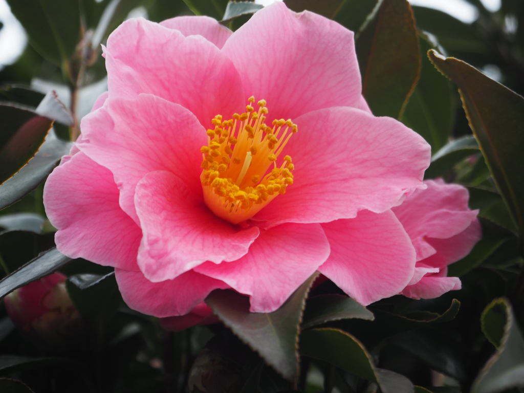 山茶花