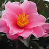 山茶花