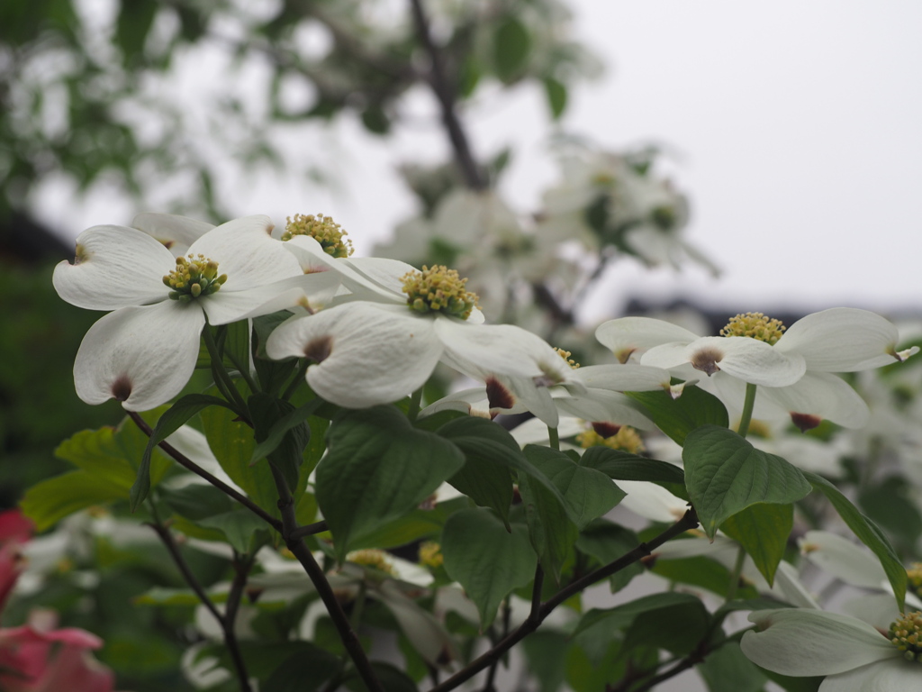 花盛