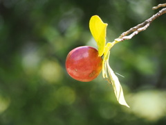 共存