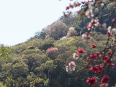 春燦