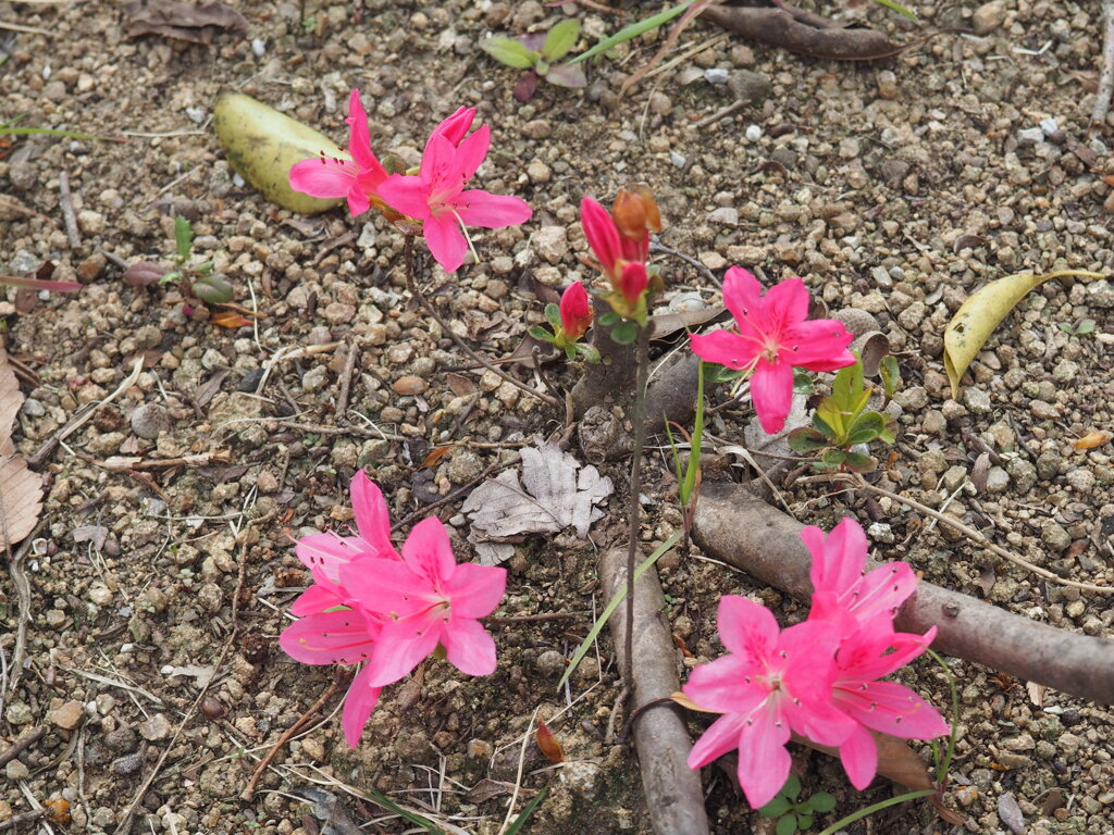 華鮮
