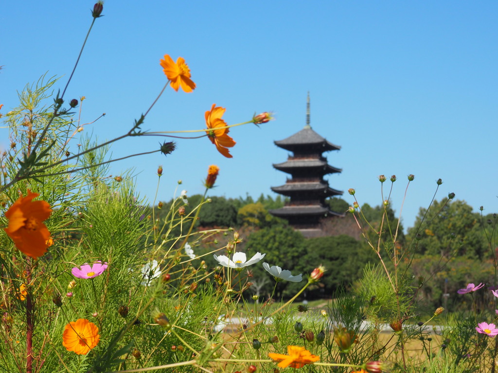 秋桜