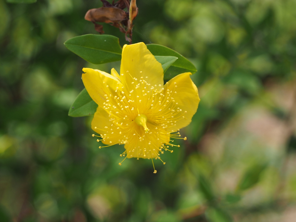 薫花