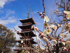 白梅