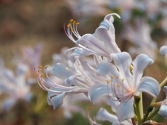 華白