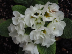 白花