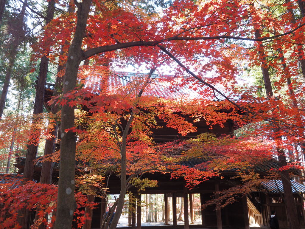 紅包