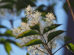 木製