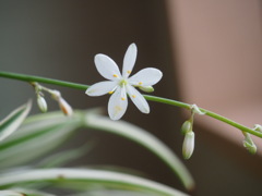 折鶴