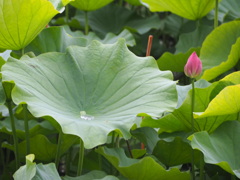 夏迎