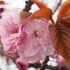 春咲