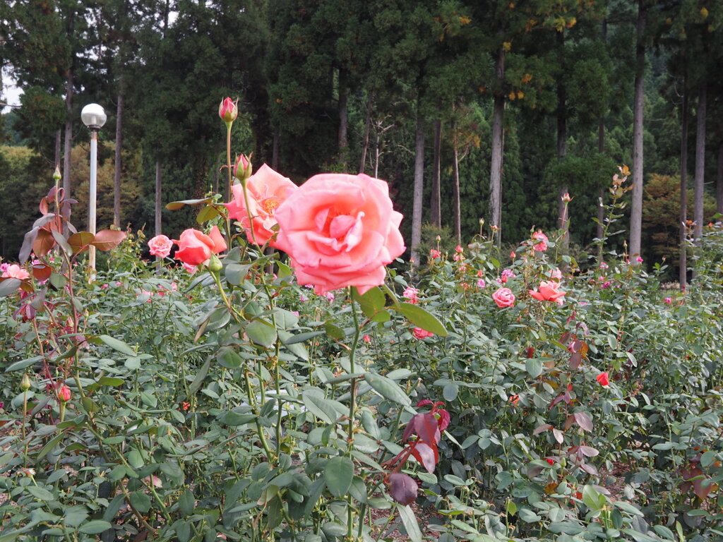 公園