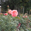 公園