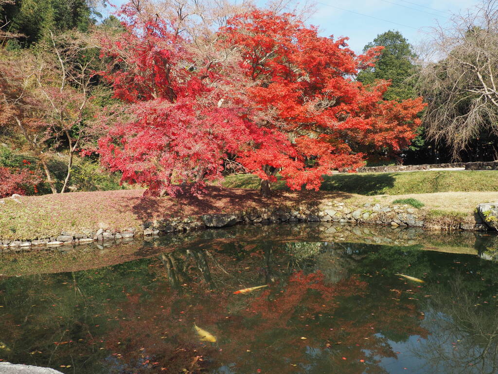 冬鯉