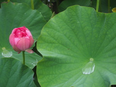 水滴