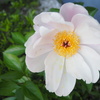 花相