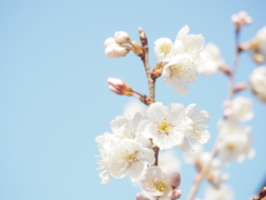 実花