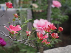 陽春