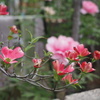 陽春