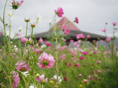風花
