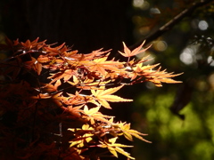 2018.12.01　平林寺
