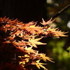 2018.12.01　平林寺