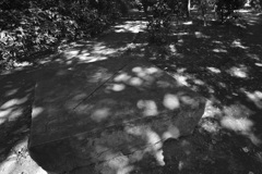 DSC_9099