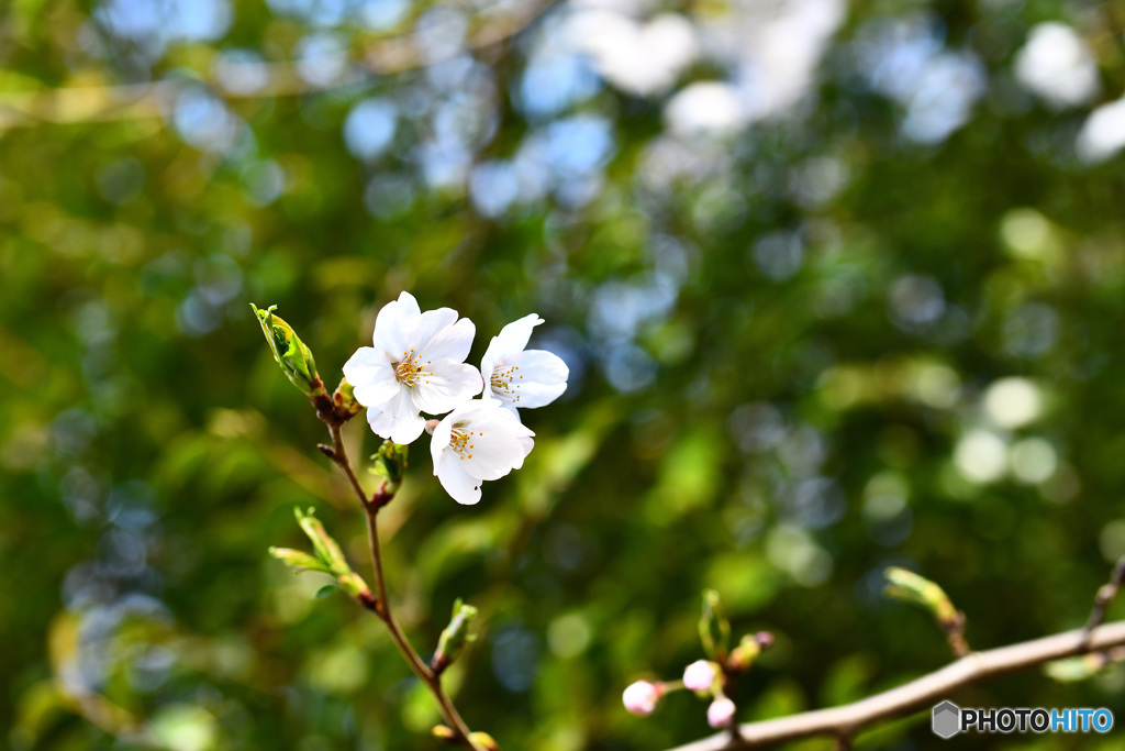 桜