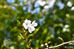 桜