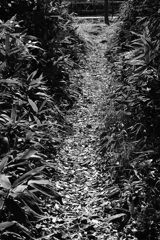 散歩道2