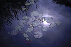 reflect