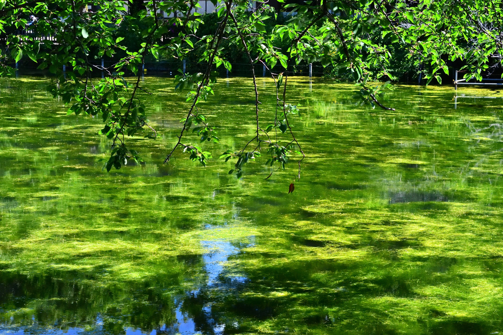 井の頭公園
