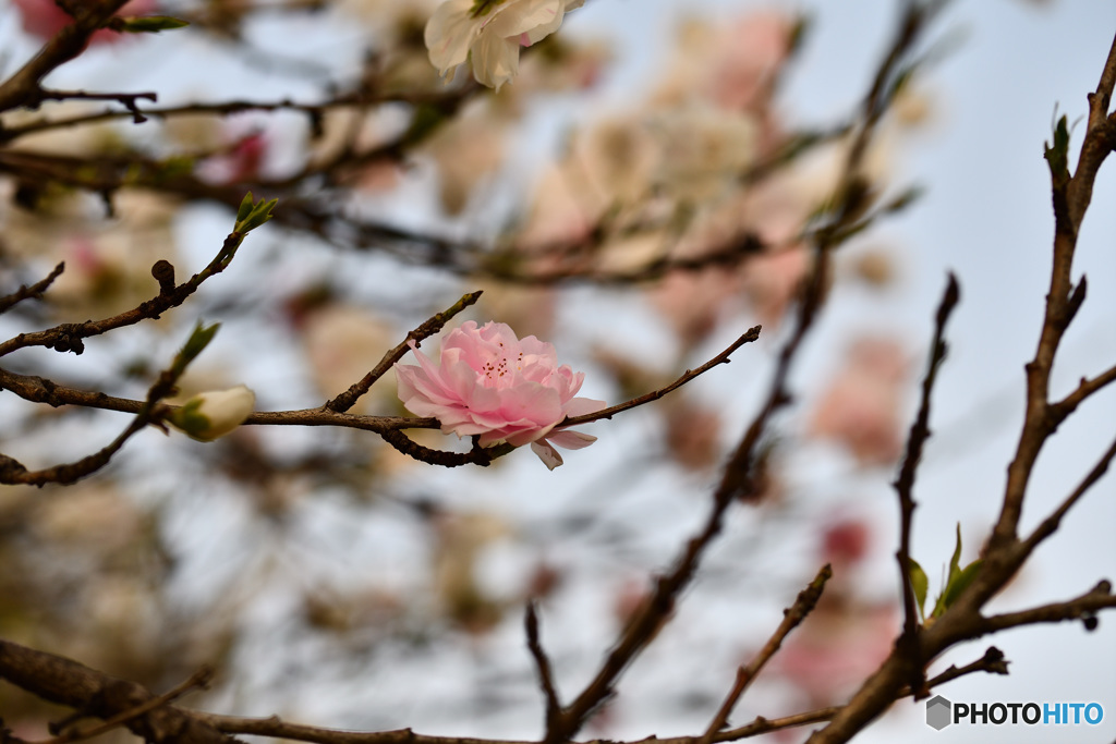 柔らかそうな花びら
