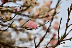 柔らかそうな花びら
