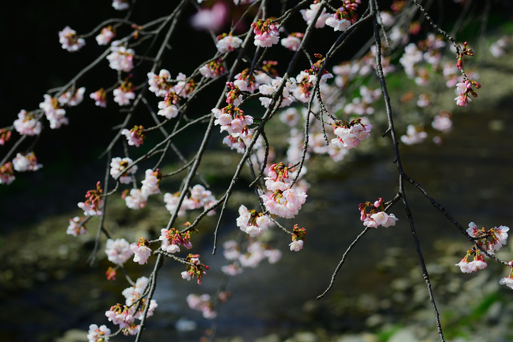 春の小川