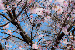 桜と鳥