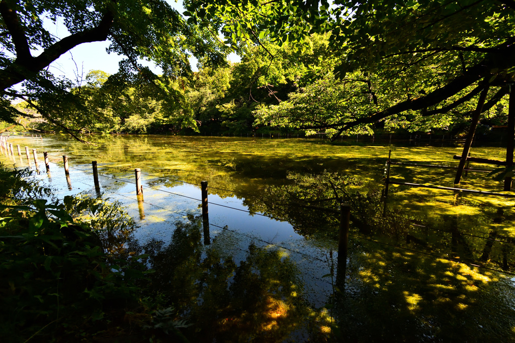 井の頭公園