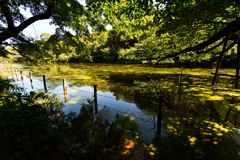 井の頭公園