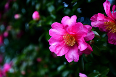 山茶花