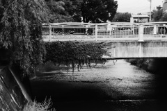 蔦がからまる故郷の橋