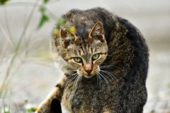 猫の睨み