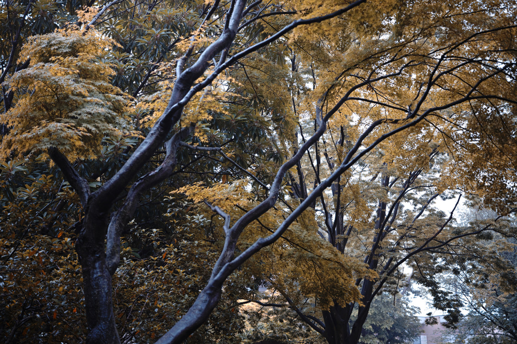 公園の木01