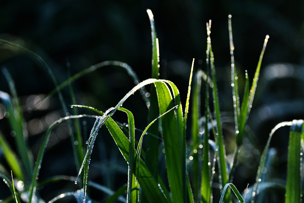 朝露1