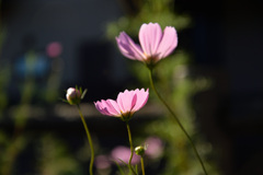 DF0_0339