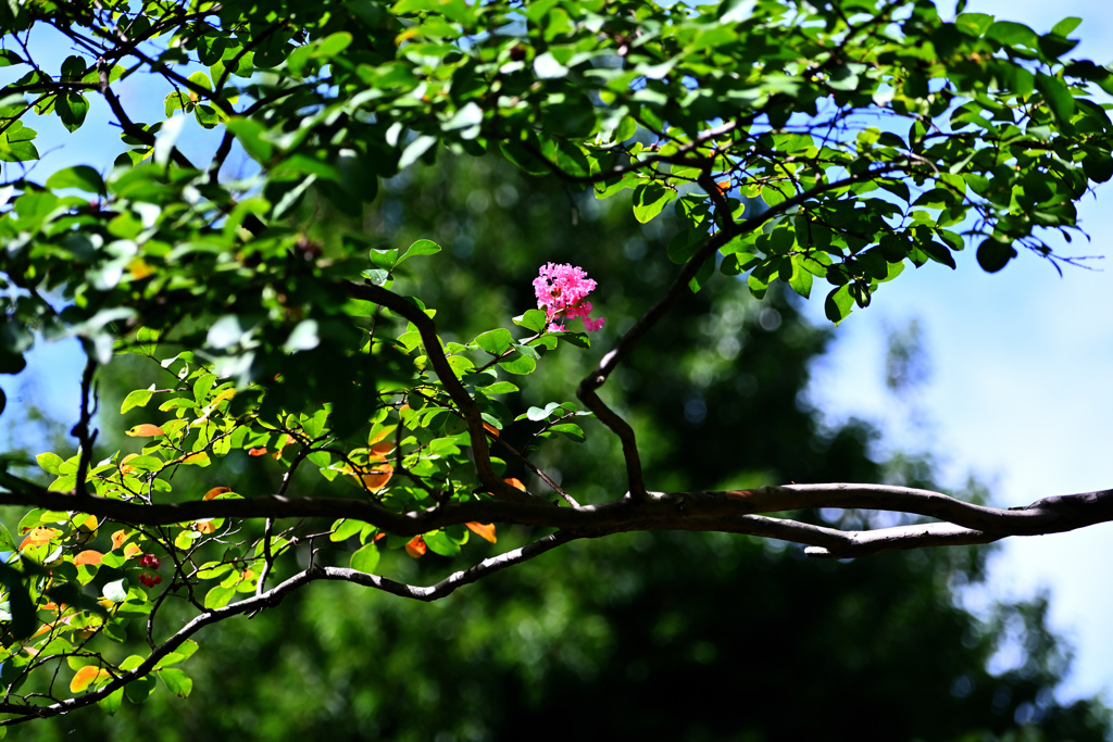 DSC_7257