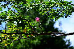 DSC_7257