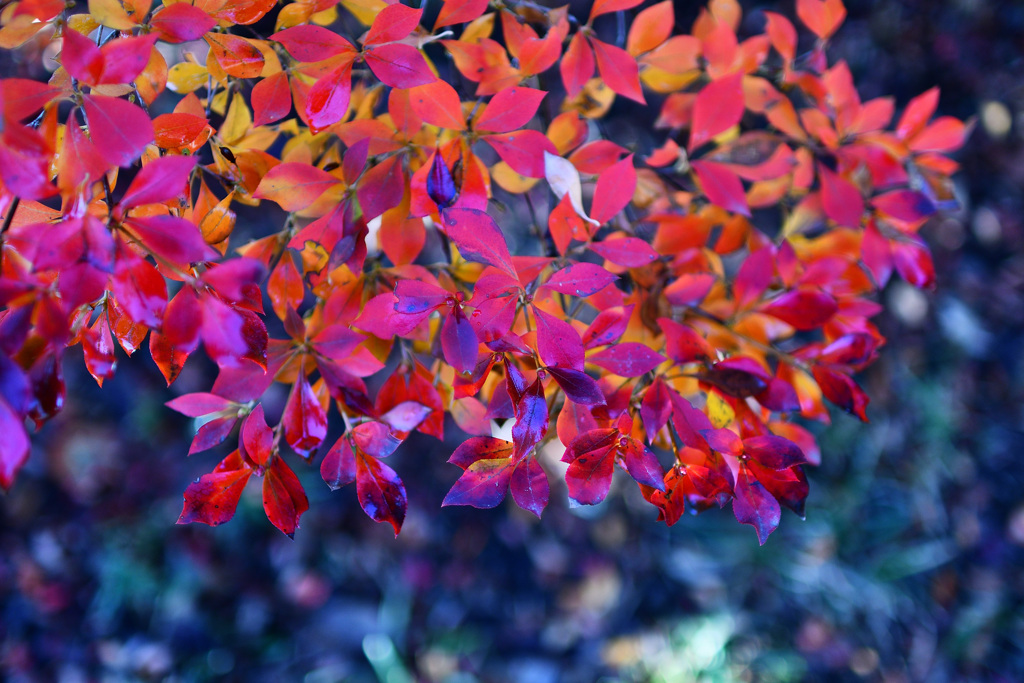紅色