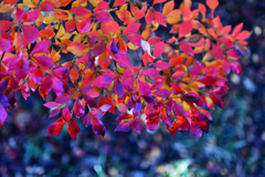 紅色