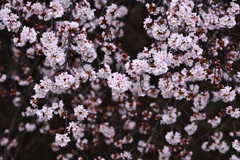 sakura-2